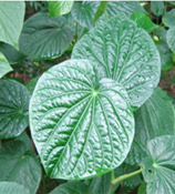 Kava Kava used in Naturaful - Natural breast enhancement cream
